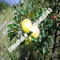 قیمت نهال سیب اصلاح شده قیمت سیب اصلاح شده مرکز عرضه مستقیم نهال شناسنامه دار 09120460354 مهندس سوهانی